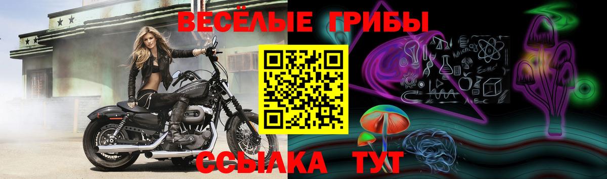 Псилоцибиновые грибы Psilocybine cubensis Вятские Поляны